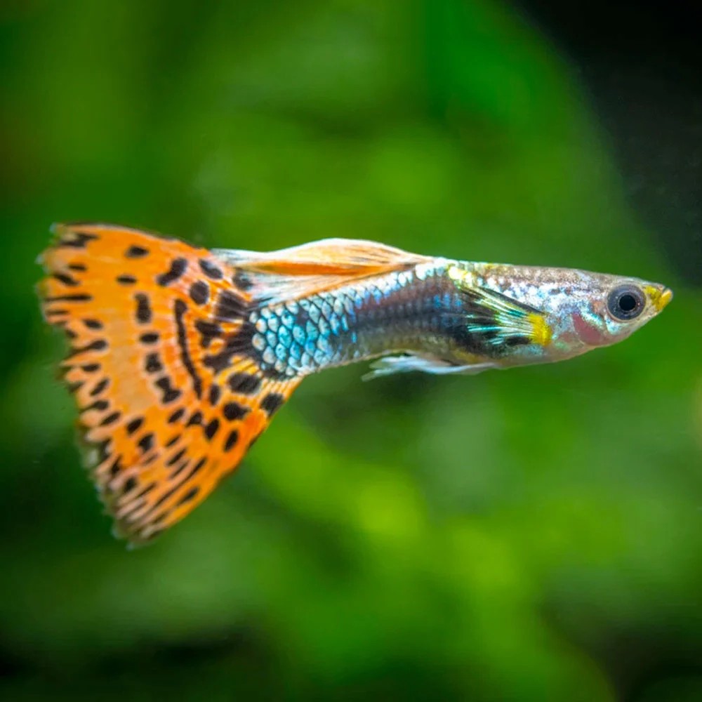 Guppy male rainbow